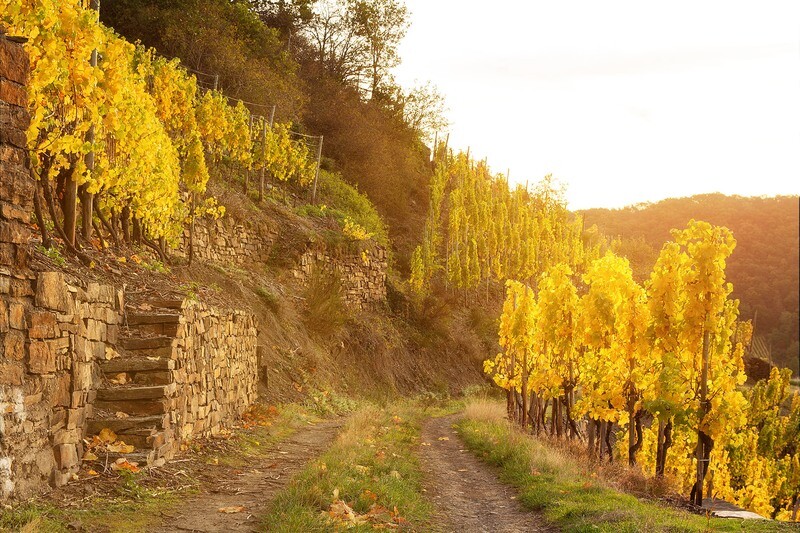 Wanderweg im Herbst