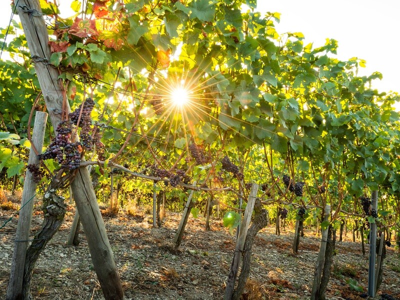 Weinreben in der Morgensonne