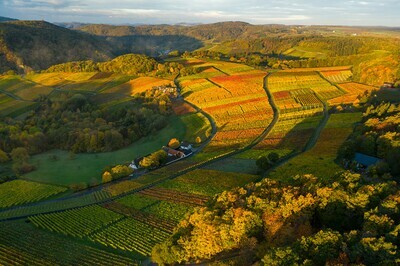 Blick über goldene Weinfelder