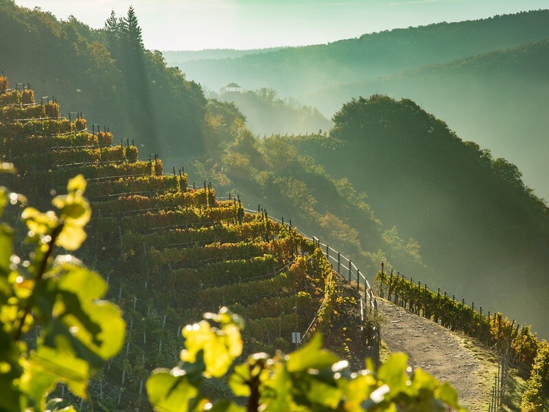 Sonniger Nebel in den Weinbergen