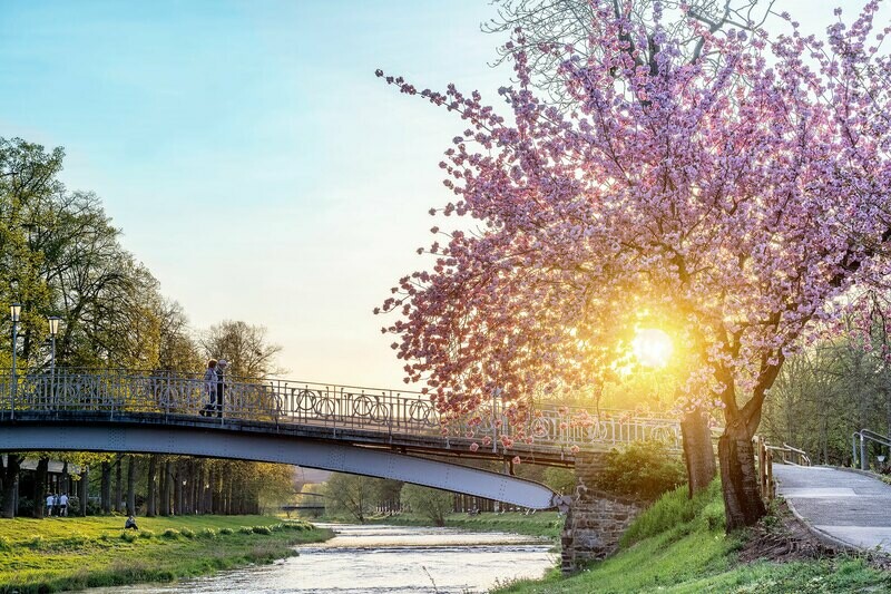 Kirschblüte an der Ahr zum Sonnenuntergang