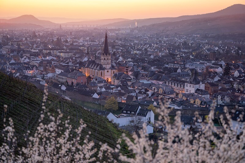 Erste Frühlingsblüher über Ahrweiler