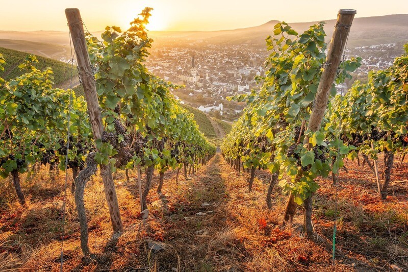 Weinreben mit Blick auf Ahrweiler