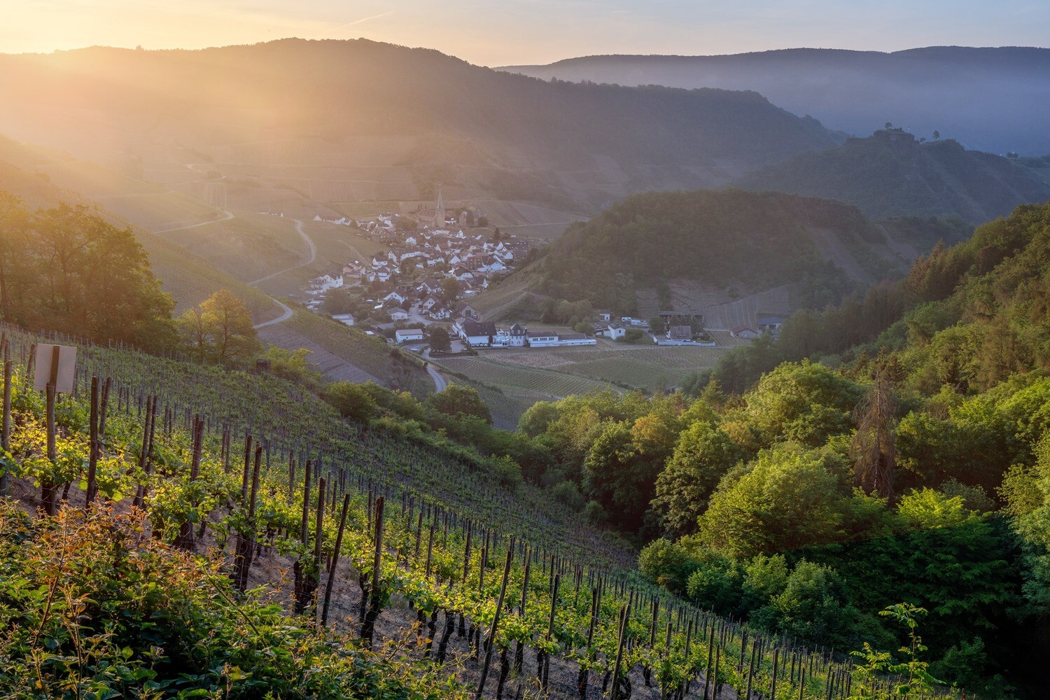 Frühlingsmorgen in Mayschoß