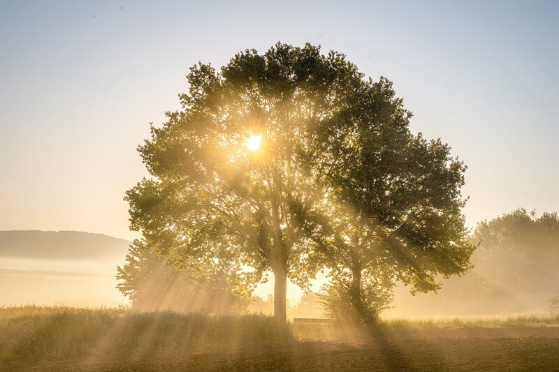 Baum im Nebel