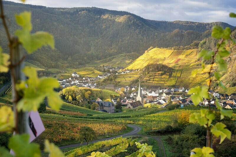 Weinort Mayschoß im goldenen Herbst
