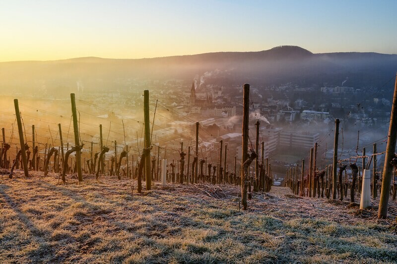 Frostige Weinreben über Bad Neuenahr