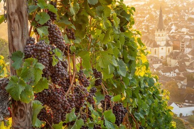 Weintrauben über Ahrweiler