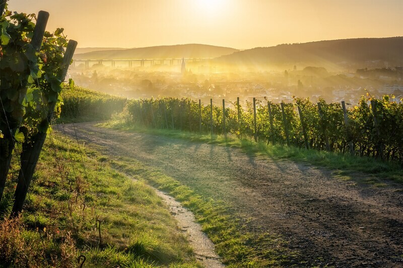 Strahlende Weinberge im Herbst