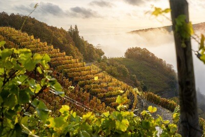 Morgennebel in den Weinbergen des Ahrtals