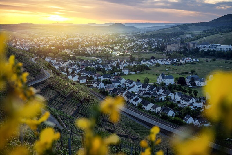 Ginsterblüte über Ahrweiler