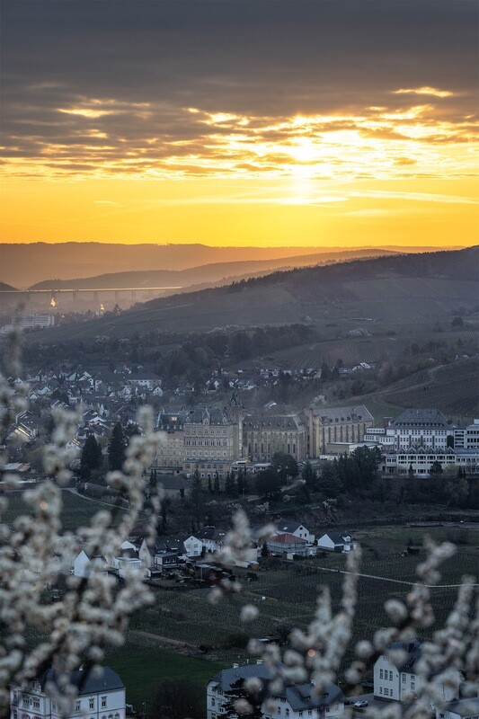 Frühblüher über Ahrweiler (Hochformat)