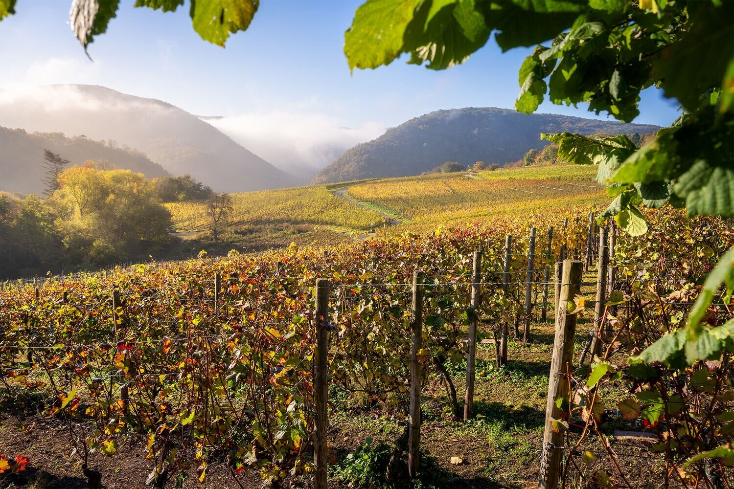 Weinberge im Teufenbach über Walporzheim