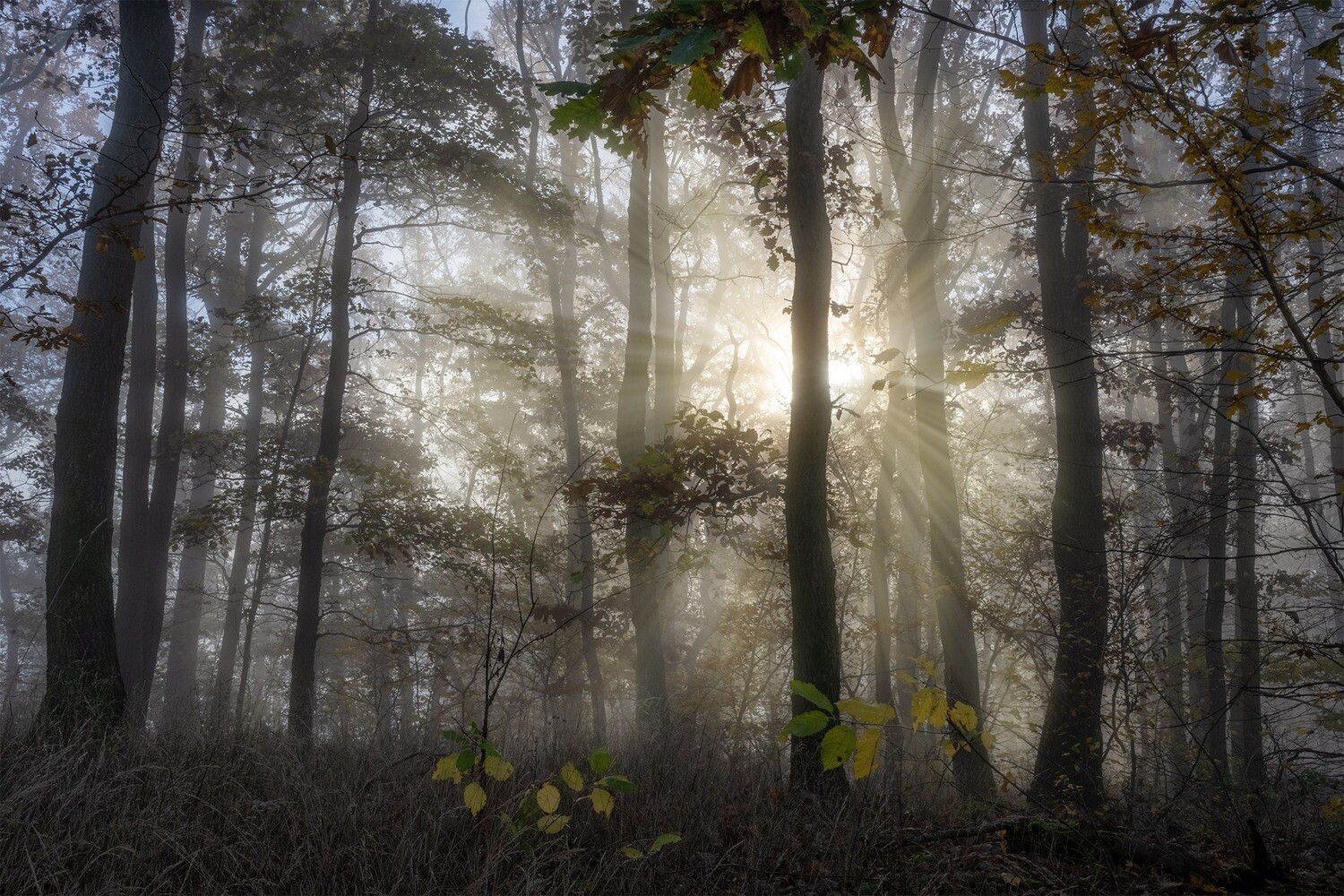 Nebel im Herbstwald