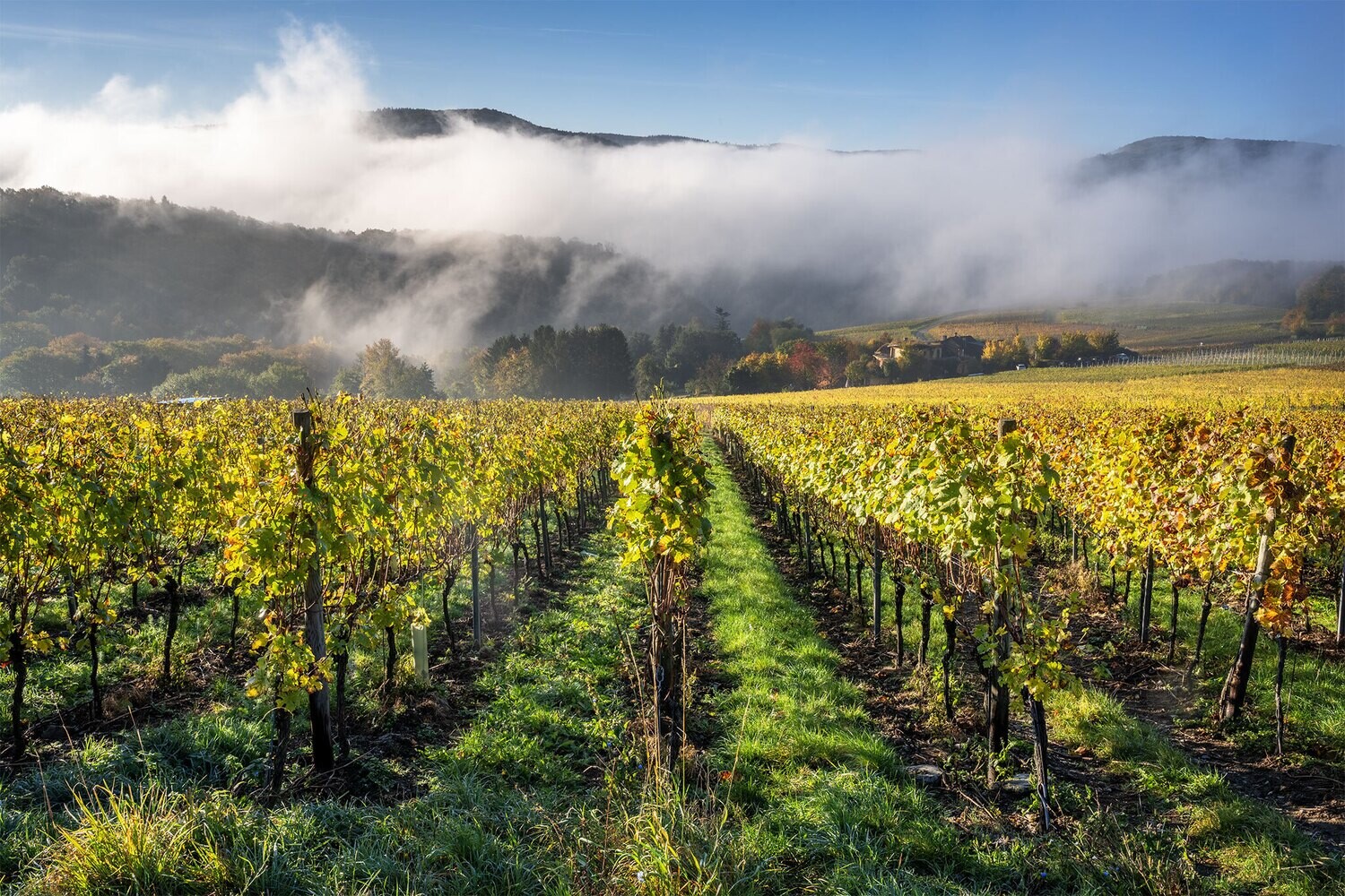 Herbstlicher Weinberg und Nebel