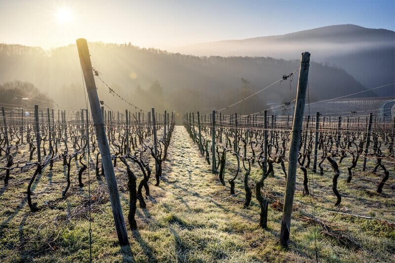 Eisiger Wintermorgen in den Weinbergen