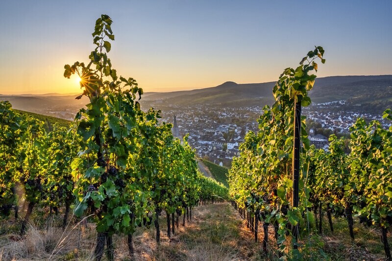 Weinreben zum Sonnenaufgang im Sommer