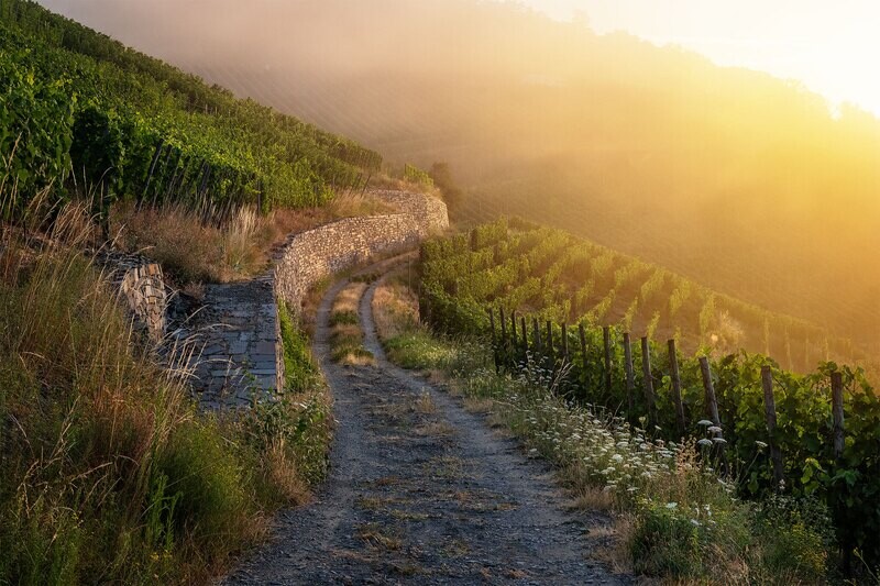Weinberge im Sommer
