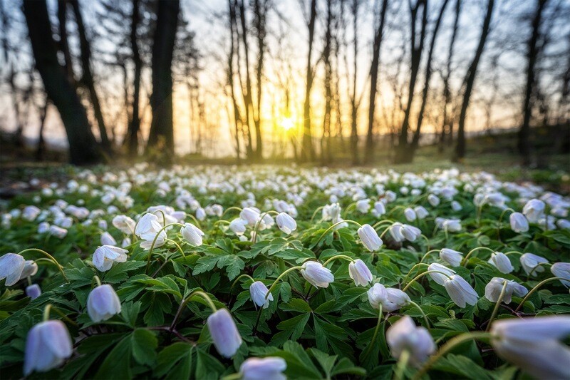 Wald im Frühling im Ahrtal