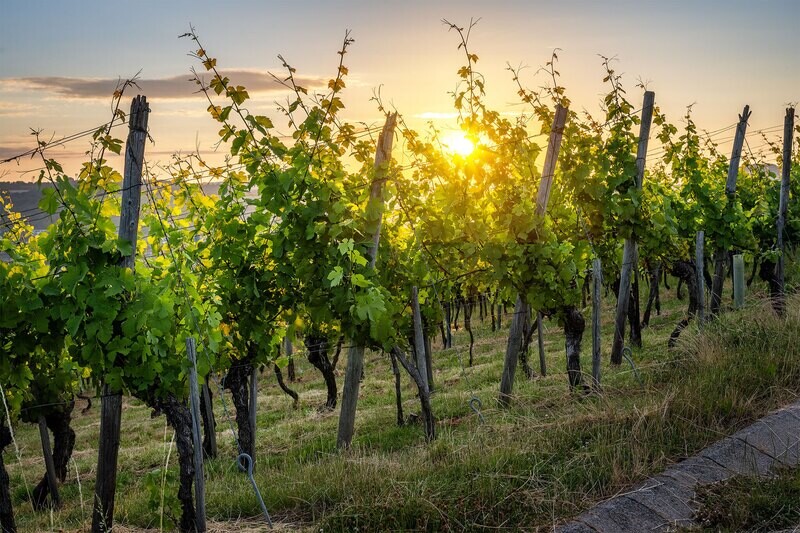 Weinreben in der Sommersonne