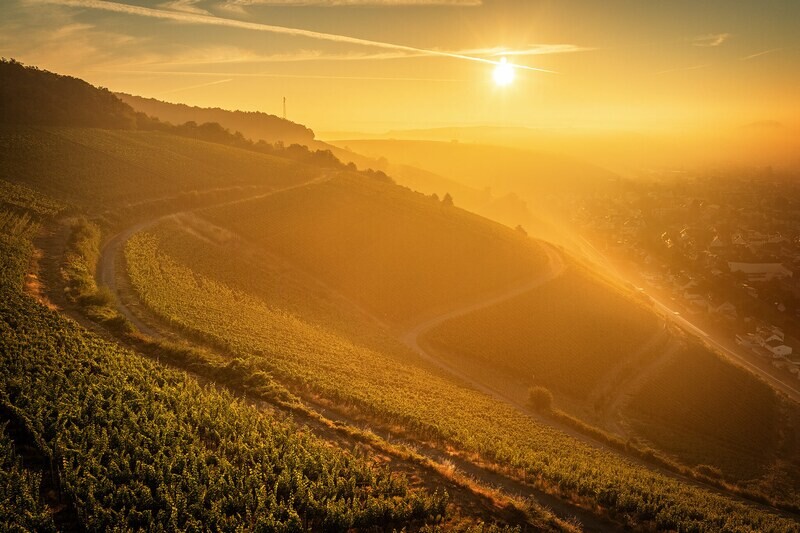 Nebliger Ausblick über die Weinberge