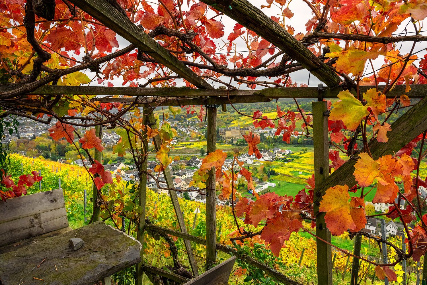 Herbstlaube im Ahrtal