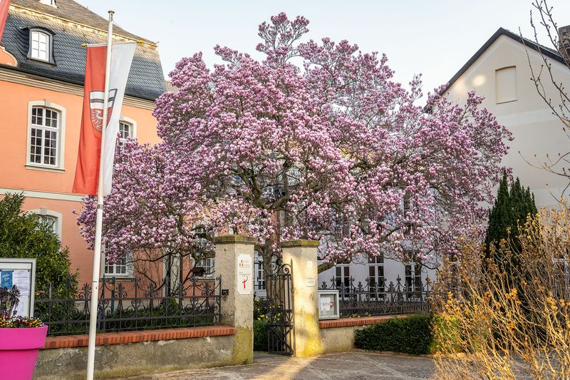 Die Magnolie im Pfarrgarten in Ahrweiler