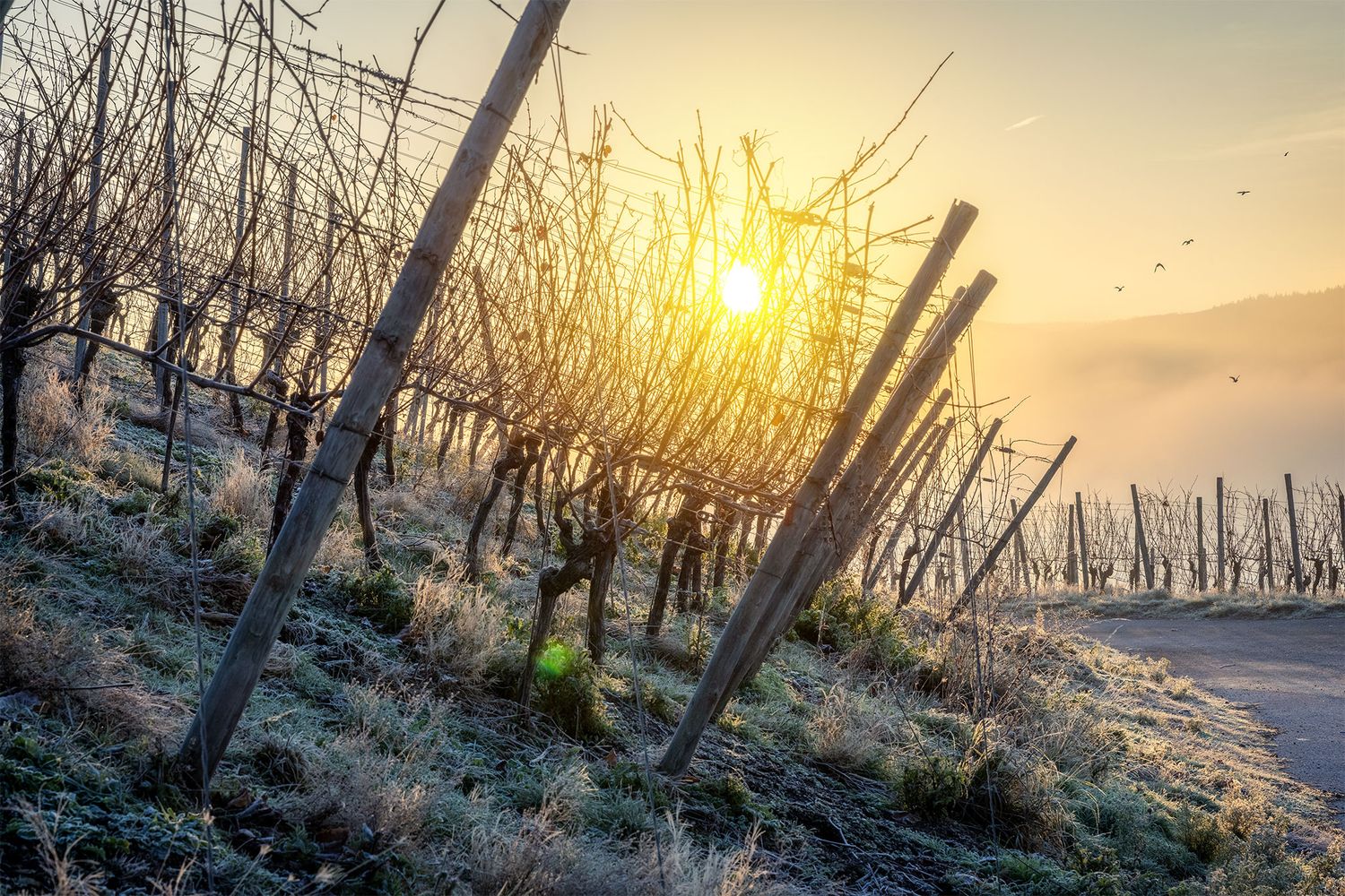 Wintersonne im Weinberg