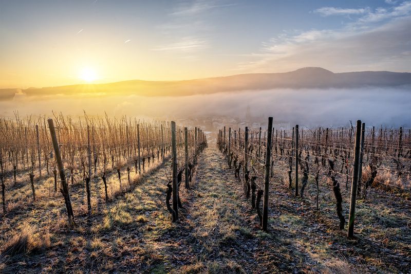 Frostiger Weinberg im Nebel