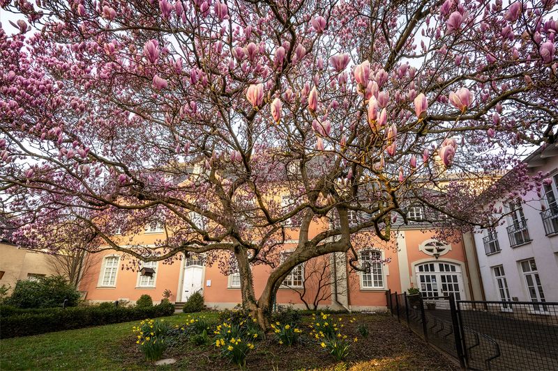 Magnolientraum in Ahrweiler