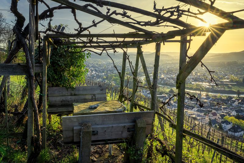Weinbergslaube im Frühling