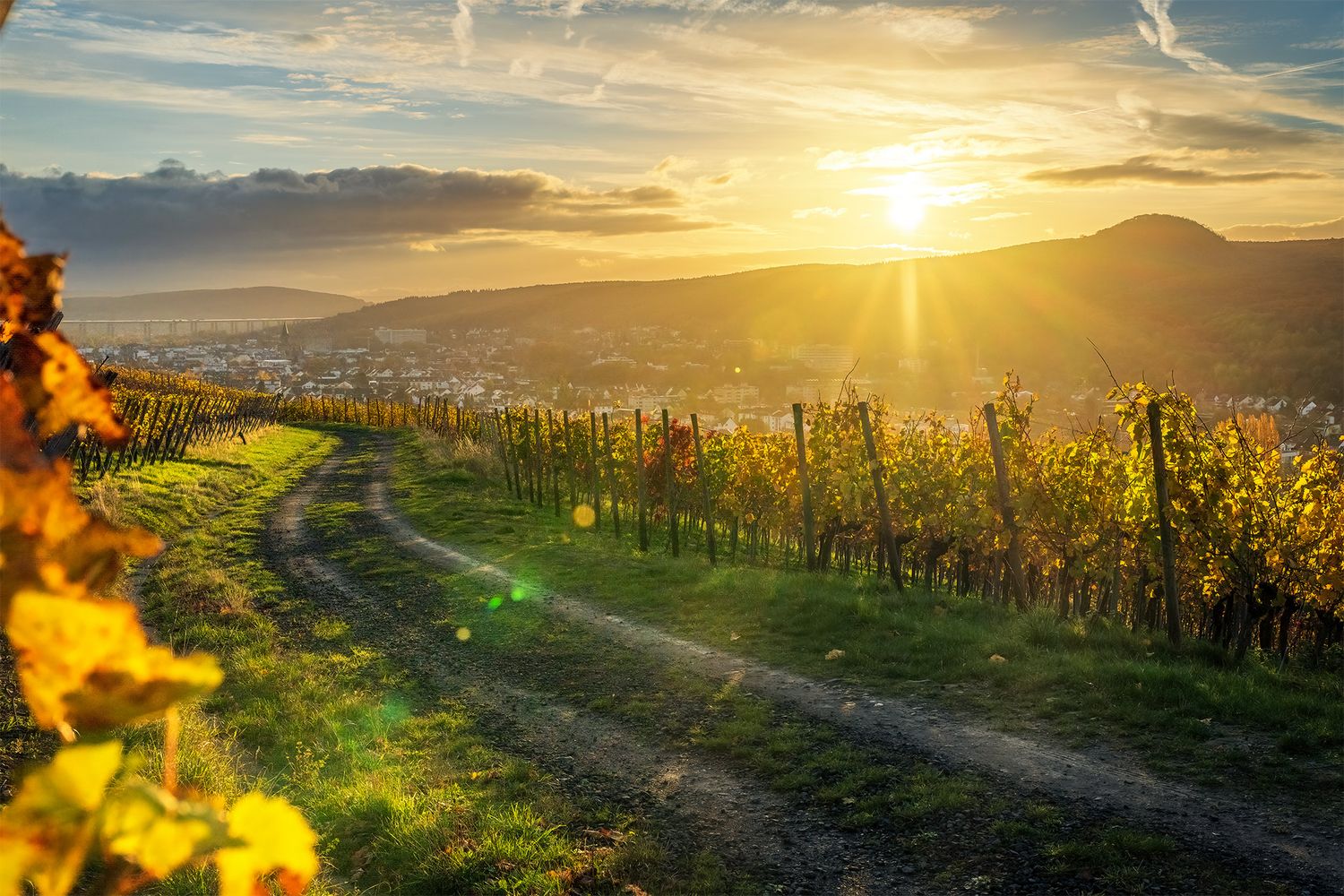 Goldener Weinbergsblick Bad Neuenahr