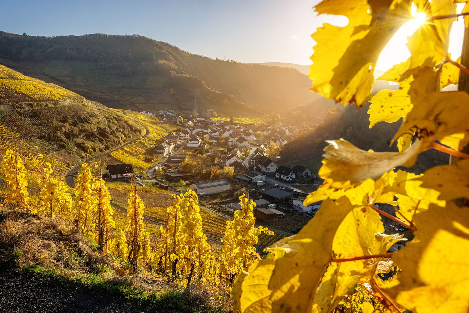 Mayschoß im goldenen Herbst