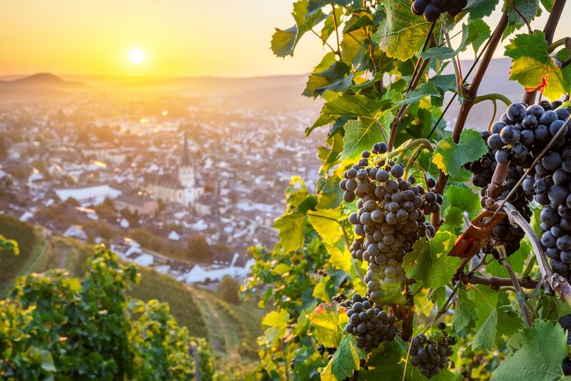Weintrauben mit St. Laurentius im Hintergrund