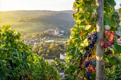 Weintrauben mit dem Kalvarienberg im Hintergrund