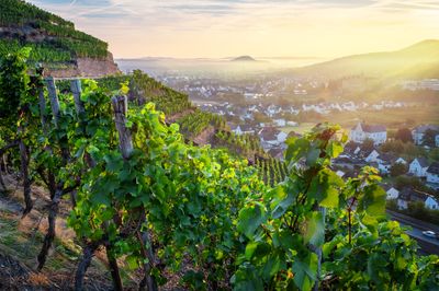 Weinberge über Walporzheim