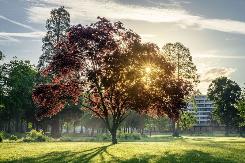 Baum im Dahliengarten Bad Neuenahr