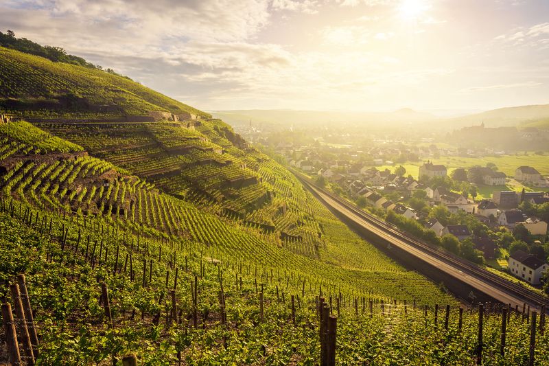 Nebliger Blick alte Weinbergslagen
