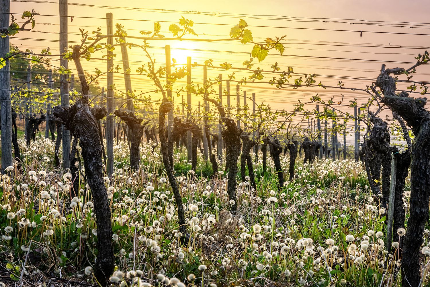 Weinberge Löwenzahn