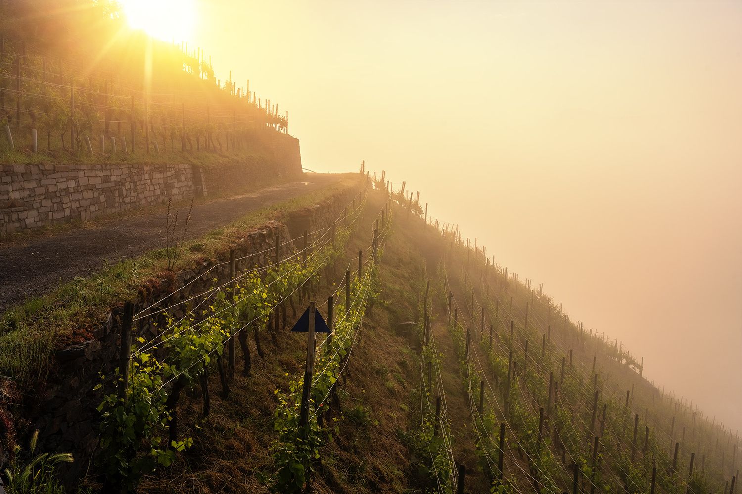 Nebel im Weinberg