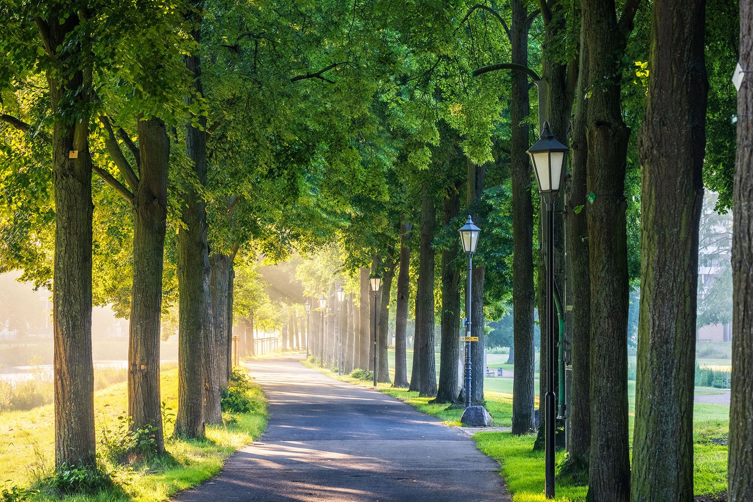 Allee Dahliengarten Bad Neuenahr