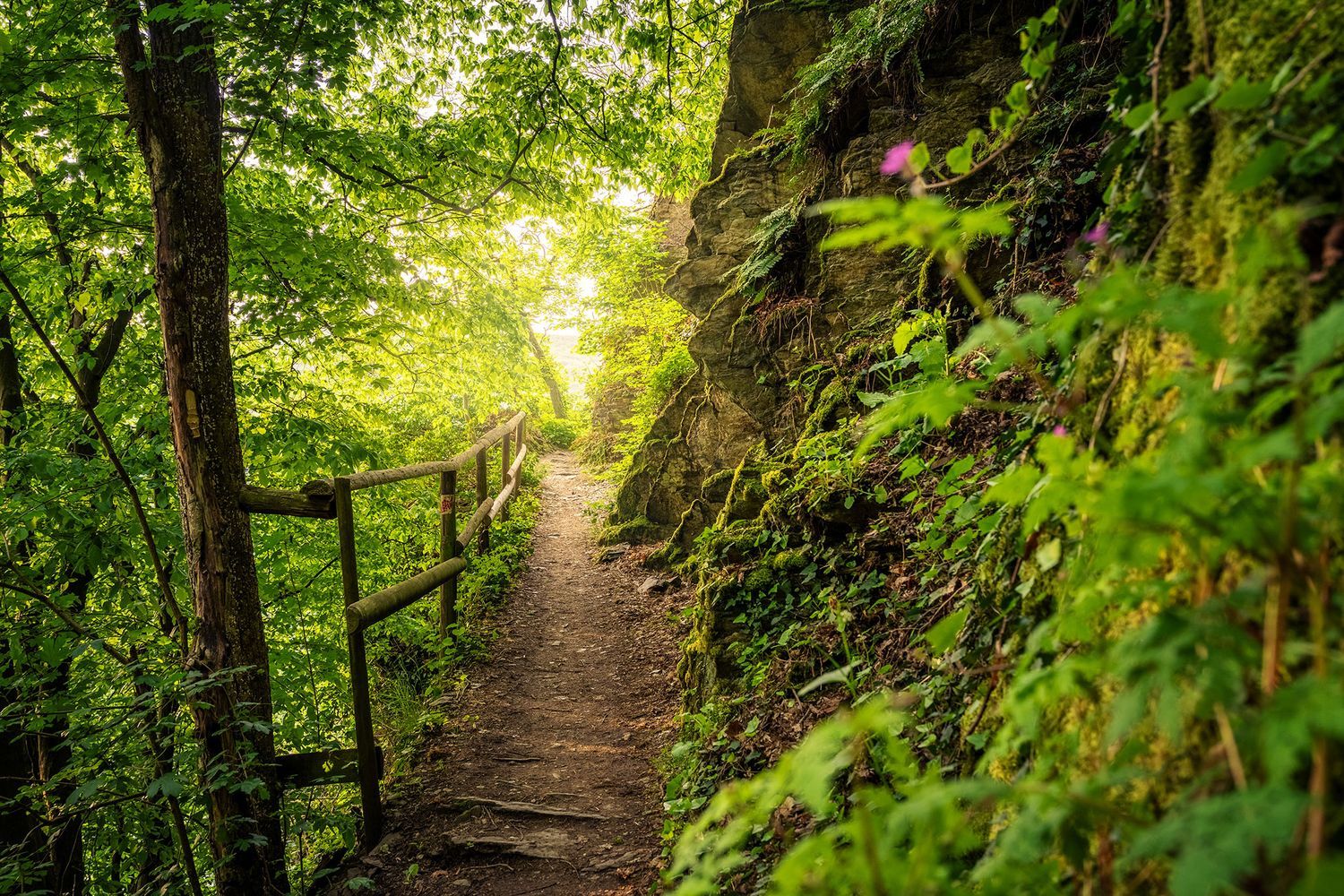 Grüner Rotweinwanderweg