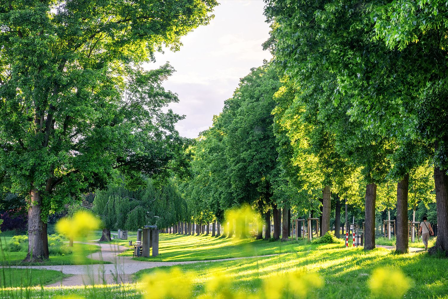 Dahliengarten Bad Neuenahr Sonnenuntergang