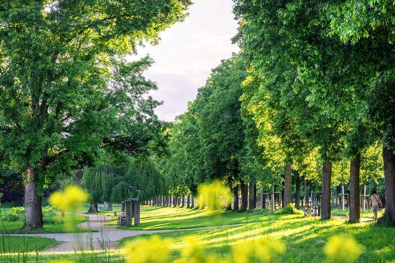 Dahliengarten Bad Neuenahr Sonnenuntergang
