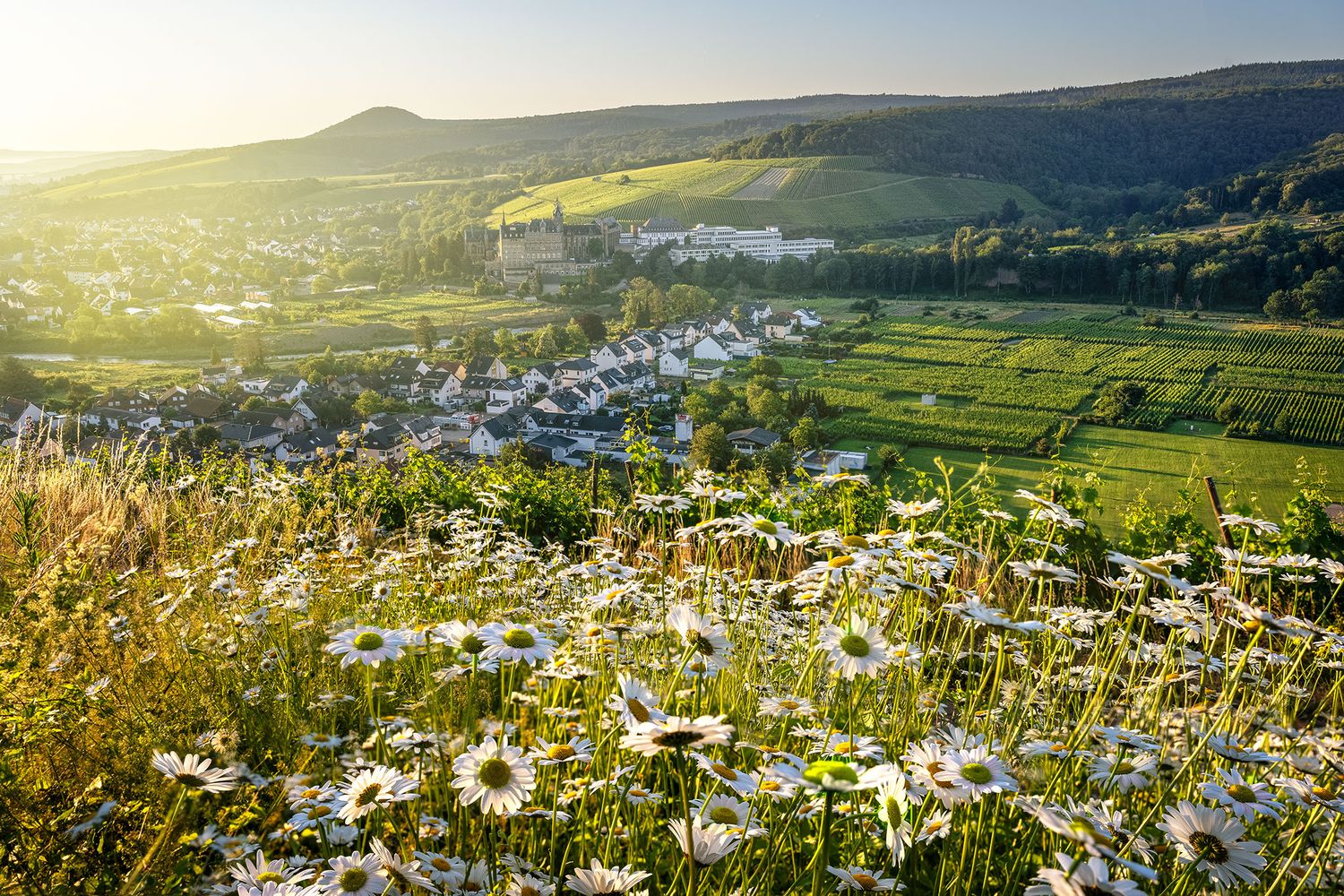 Sommerblumen vor dem Calvarienberg