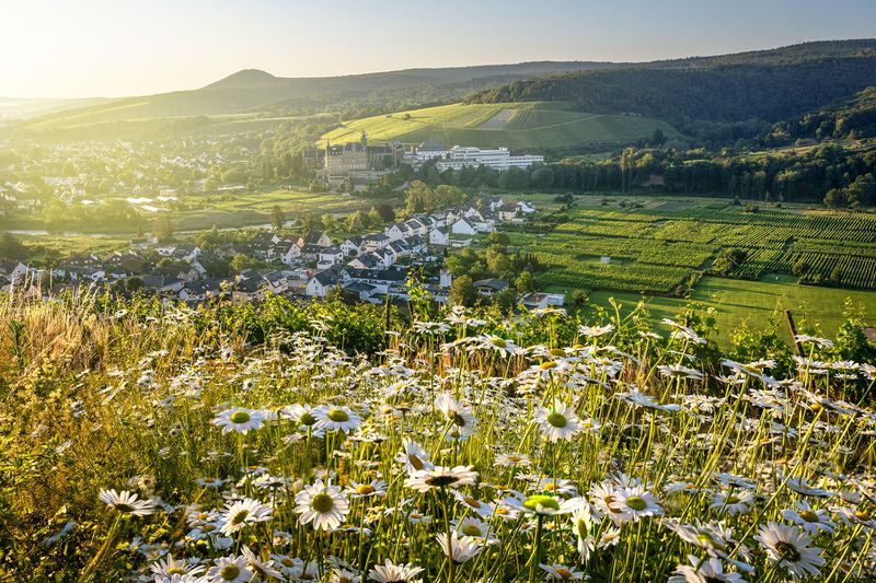 Sommerblumen vor dem Calvarienberg