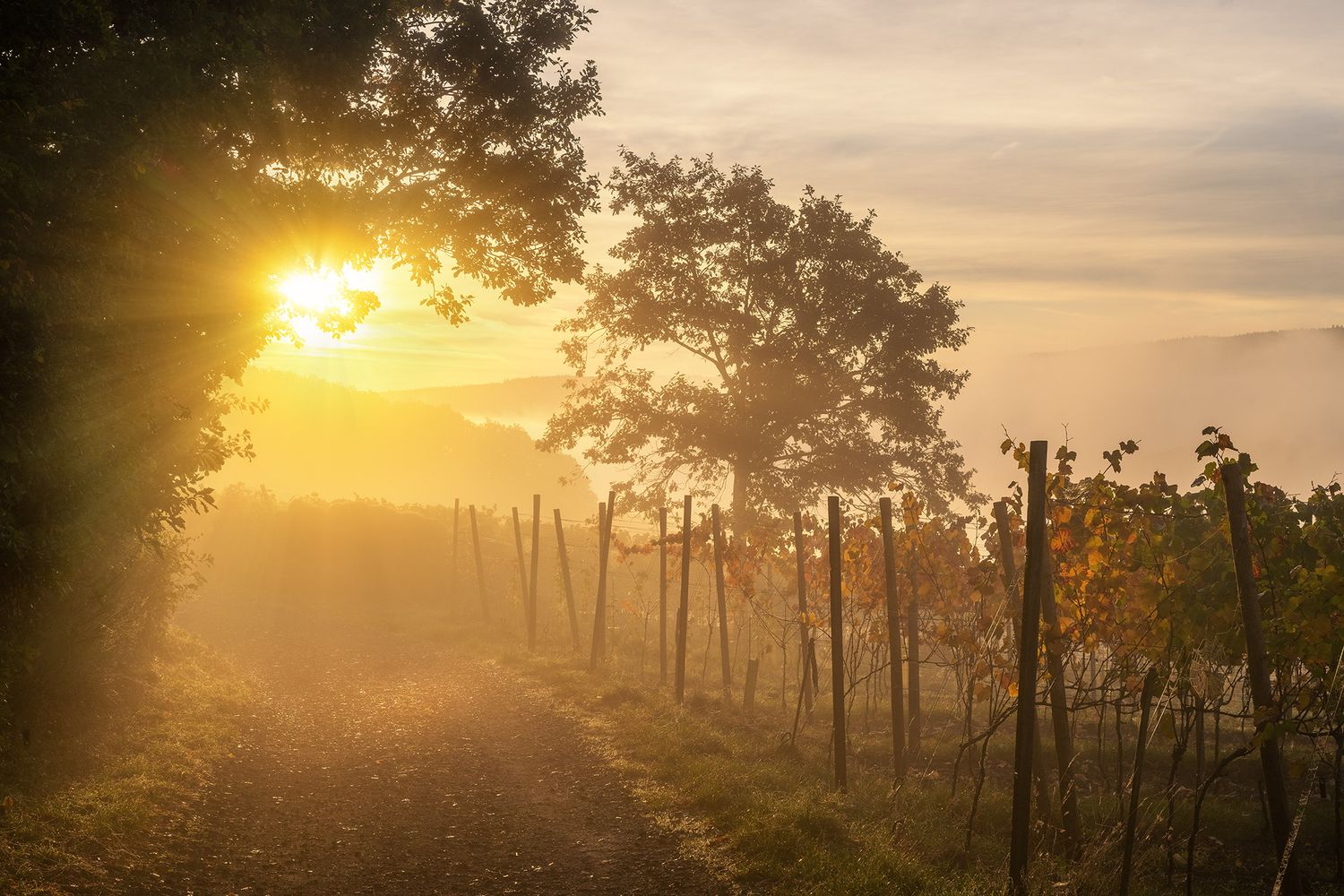 Herbstnebel in den Weinbergen