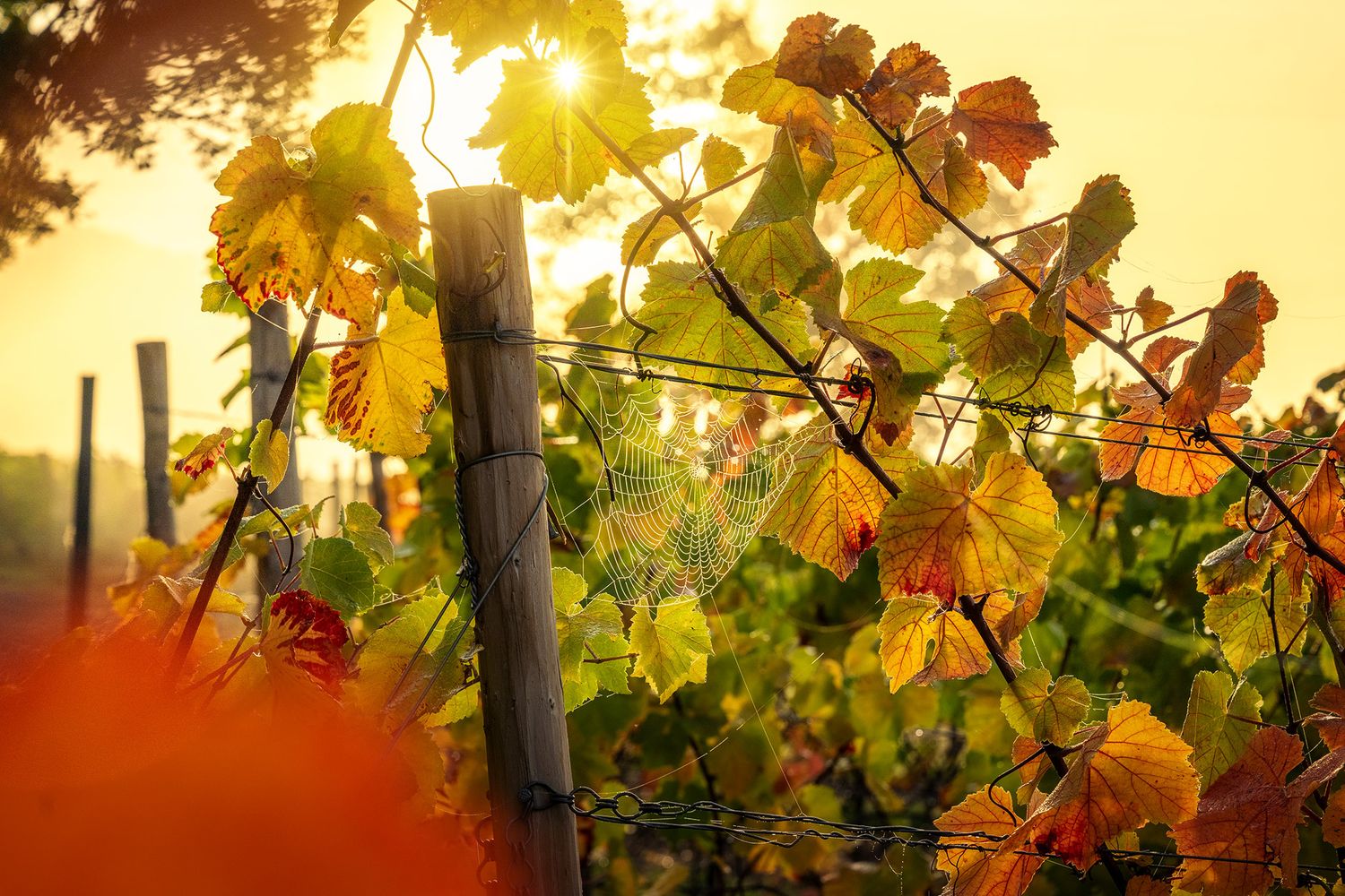 Herbstliche Weinberge