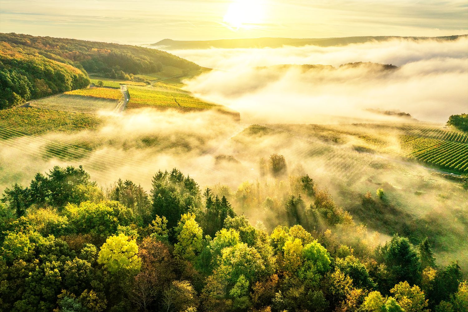 Herbstnebel Weinberge