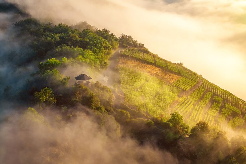 "Bunte Kuh" im Nebel